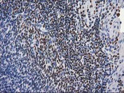 Immunohistochemistry-Paraffin: MEF2C Antibody (OTI1H5) [NBP2-00493]