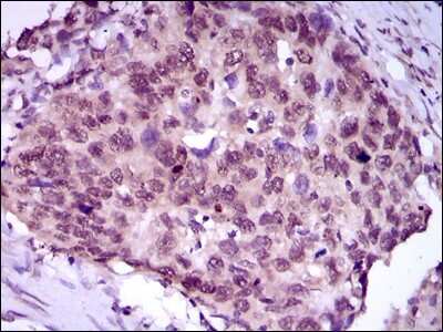 Immunohistochemistry-Paraffin: MEF2C Antibody (6H2G2) - BSA Free [NBP2-37427]