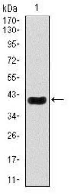 Western Blot: MEF2C Antibody (6H2G2)BSA Free [NBP2-37427]