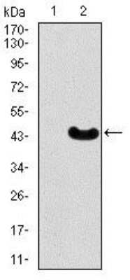 Western Blot: MEF2C Antibody (6H2G2)BSA Free [NBP2-37427]