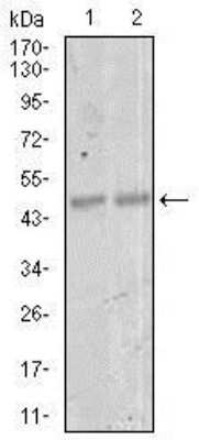 Western Blot: MEF2C Antibody (6H2G2)BSA Free [NBP2-37427]