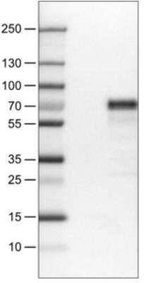 Western Blot: MEF2C Antibody (CL0369) [NBP2-30671]