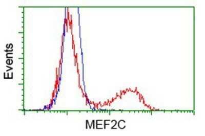 Flow Cytometry: MEF2C Antibody (OTI1H5) - Azide and BSA Free [NBP2-72627]