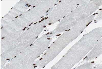 Immunohistochemistry-Paraffin: MEF2D Antibody [NBP1-85788]