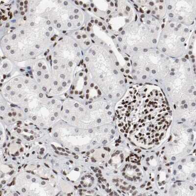 Immunohistochemistry-Paraffin: MEF2D Antibody [NBP1-85795]