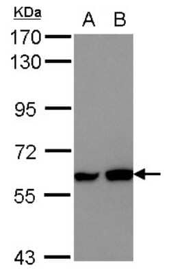 Western Blot: MEF2D Antibody [NBP2-17261]