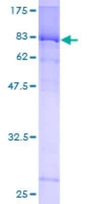 SDS-PAGE: Recombinant Human MEF2D GST (N-Term) Protein [H00004209-P01]