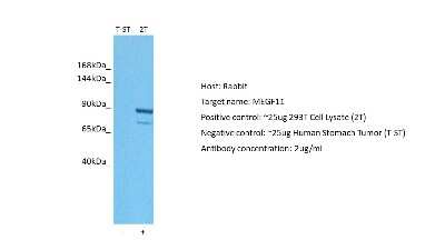 Western Blot: MEGF11 Antibody [NBP1-91360]