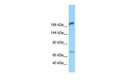 Western Blot: MEGF6 Antibody [NBP2-83190]