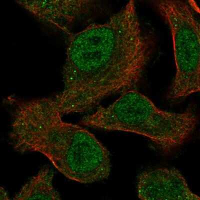 Immunocytochemistry/ Immunofluorescence: MEGF9 Antibody [NBP2-55631]