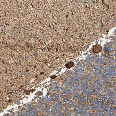 Immunohistochemistry-Paraffin: MEGF9 Antibody [NBP1-84886]