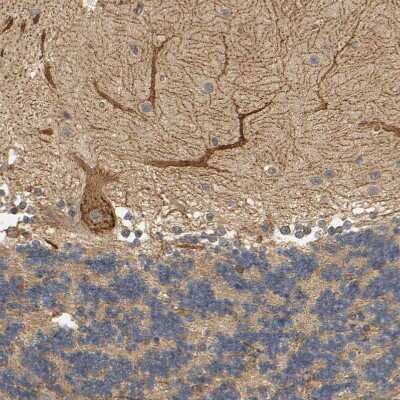 Immunohistochemistry-Paraffin: MEGF9 Antibody [NBP1-84886]