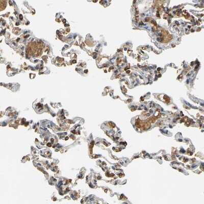 Immunohistochemistry-Paraffin: MEGF9 Antibody [NBP1-84886]