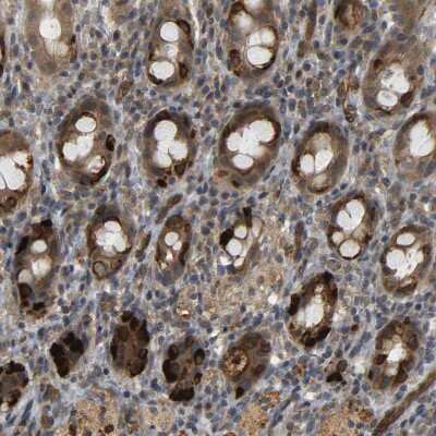 Immunohistochemistry-Paraffin: MEGF9 Antibody [NBP1-84886]
