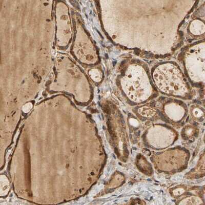 Immunohistochemistry-Paraffin: MEGF9 Antibody [NBP1-84886]