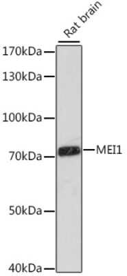 Western Blot: MEI1 AntibodyAzide and BSA Free [NBP3-04361]