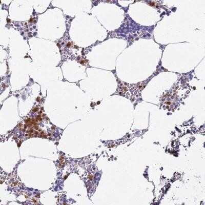 Immunohistochemistry-Paraffin: MEIG1 Antibody [NBP1-94132]