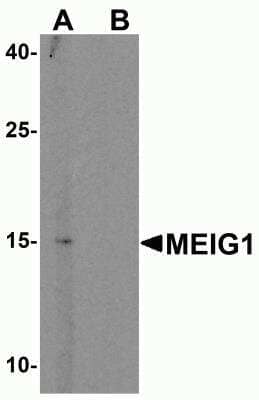 Western Blot: MEIG1 AntibodyBSA Free [NBP2-81733]