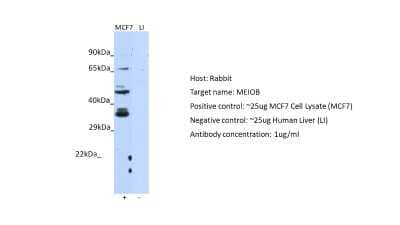 Western Blot: MEIOB Antibody [NBP2-85269]