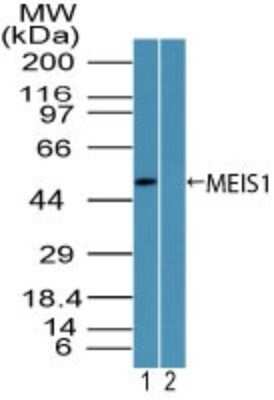 Western Blot: MEIS1 Antibody [NBP2-24597]