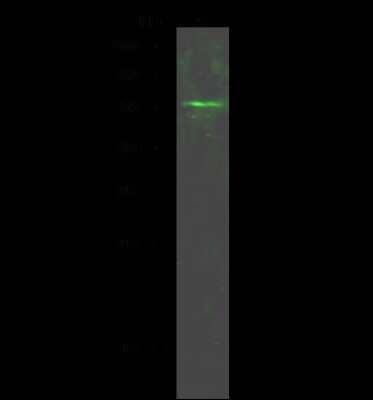 Western Blot: MEIS2 Antibody [NBP2-98816]