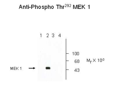 Western Blot: MEK1 [p Thr292] Antibody [NB500-145]