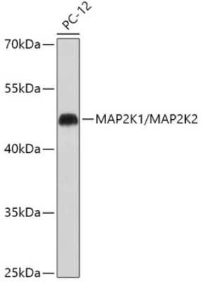 Western Blot: MEK1/2 AntibodyBSA Free [NBP3-05651]