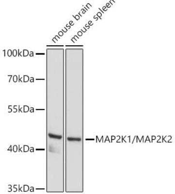 Western Blot: MEK1/2 AntibodyBSA Free [NBP3-05651]