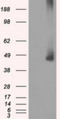 Western Blot: MEK1 Antibody (OTI1F5) [NBP1-47833]