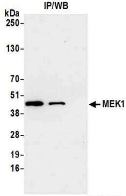 Immunoprecipitation: MEK1 Antibody (BLR096G) [NBP3-14688]