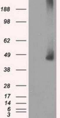 Western Blot: MEK1 Antibody (OTI1F5)Azide and BSA Free [NBP2-72643]