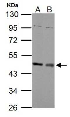 Western Blot: MEK1 Antibody [NBP2-17265]