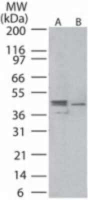 Western Blot: MEK1 Antibody [NBP2-24560]