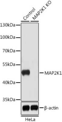 Western Blot: MEK1 AntibodyAzide and BSA Free [NBP3-02951]