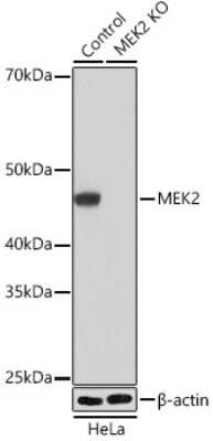 Knockout Validated: MEK2 Antibody (6D5K1) [NBP3-15651]