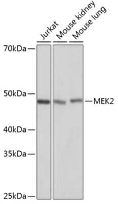 Western Blot: MEK2 Antibody (6D5K1) [NBP3-15651]