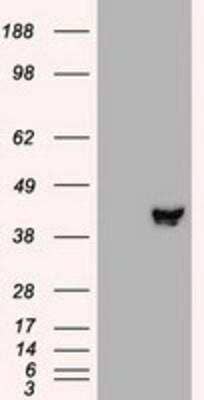 Western Blot: MEK2 Antibody (OTI8G6) [NBP1-47836]