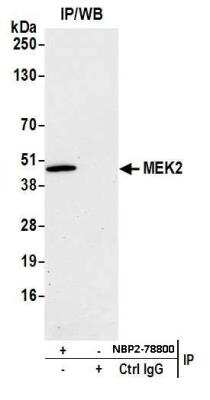 Immunoprecipitation: MEK2 Antibody (BLR079G) [NBP2-78800]