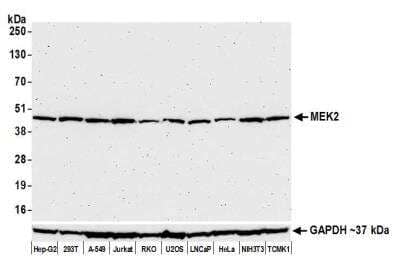 Western Blot: MEK2 Antibody (BLR079G) [NBP2-78800]