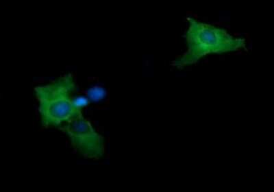 Immunofluorescence: MEK2 Antibody (OTI1A2) [NBP2-45802]