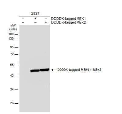 Western Blot: MEK2 Antibody [NBP2-17268]