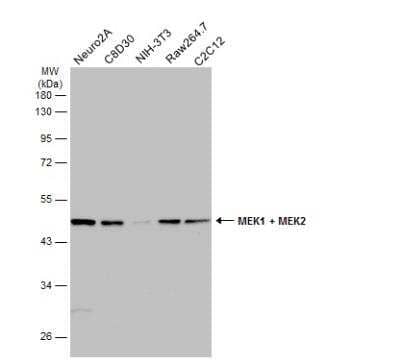 Western Blot: MEK2 Antibody [NBP2-17268]