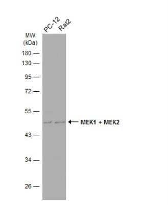 Western Blot: MEK2 Antibody [NBP2-17268]