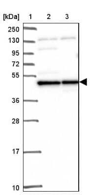 Western Blot: MEK2 Antibody [NBP2-38660]