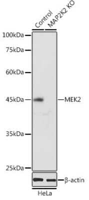 Western Blot: MEK2 AntibodyAzide and BSA Free [NBP3-02952]