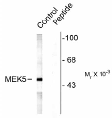 Western Blot: MEK5 [p Ser311, p Thr315] Antibody [NB100-61105]