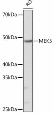 Western Blot: MEK5 Antibody (7B7O10) [NBP3-15451]