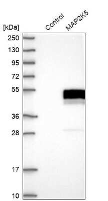 Western Blot: MEK5 Antibody [NBP1-89655]