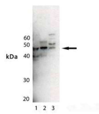 Western Blot: MEK5 Antibody [NBP1-97478]