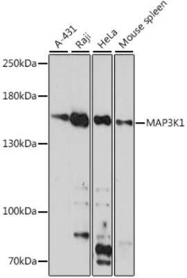 Western Blot: MEKK1 AntibodyAzide and BSA Free [NBP3-02962]